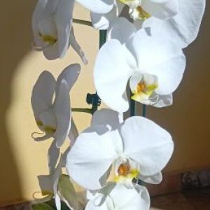 Orquídea Phalaenopsis branca