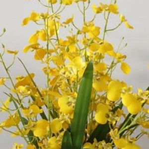 Arranjo orquídeas permanentes