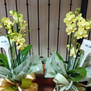 Orquídea Phalaenopsis amarela