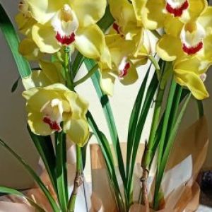 Orquídea Cymbidium