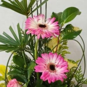 Gérbera Com Rosas Claras